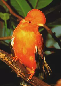 Birds Orange Cock of the Rock Vintage Postcard BP11 - Picture 1 of 2