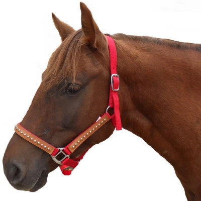 Halfter mit Leder und Dots für Warmblut - Bild 1 von 2