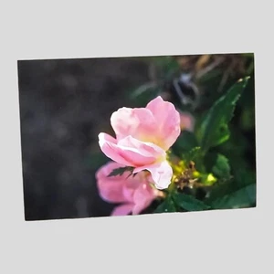 Impresión artística fotográfica de primer plano de flor rosa 6x4 - Imagen 1 de 1