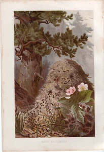 Red Forest Ants Termites? Ant Hill Insects  Natural History 1800s Print German - Bild 1 von 2