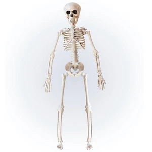 Horrordeko Skull Gerippe ca.40cm zum Aufhängen Gruseliges Halloween Deko Skelett - Bild 1 von 2