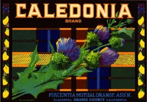 Placentia Caledonia Irish Scottish Plaid Lemon Citrus Fruit Crate Label Print - Bild 1 von 1