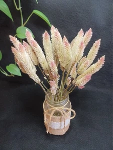 15 Celosia, Pink Flamingo Parfait, 1 1/2 to 2 1/2" Flower. Dried Flowers - Picture 1 of 6