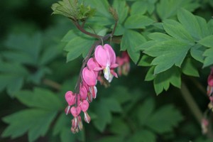 Organic Bleeding Heart Flower Seed Seeds qty 60 Perennial USA Pink FALL planting