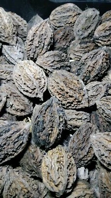  Butternut tree seeds (Juglans cinerea) aka White Walnut seeds 1 LB (50) Edible - Image 1 of 2