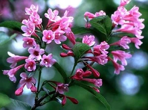 rosablühende Weigela, Zierstrauch, 2 mal blühend - Bild 1 von 1