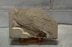 Fossilised Fish in Slab With Wood Display - Foto 1 di 4