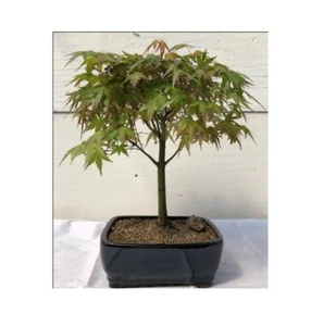 Acer Palmatum Japanese Green Maple Bonsai Tree Large 18" Tall Outdoor Deciduous - Picture 1 of 4