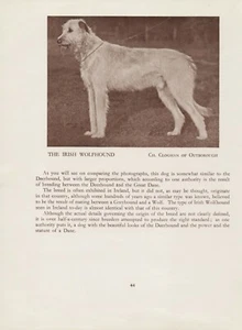 IRISH WOLFHOUND OLD VINTAGE 1934 NAMED DOG PRINT PAGE  - Picture 1 of 1