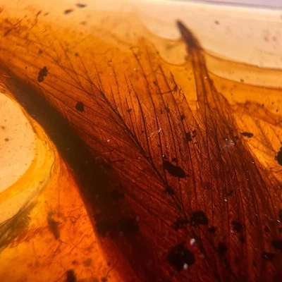 FEATHER in Burmese / Burmite amber fossil / 100% genuine amber - Image 1 of 4