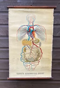 Original Rare American 1885 anatomical Yaggy’s  study chart human circulation - Picture 1 of 15