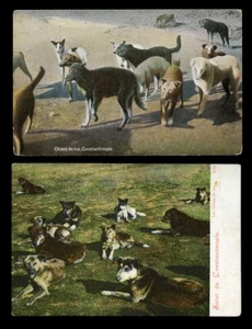 KONSTANTINOPEL TÜRKEI STRASSENHUNDE, LES CHIENS DE RUE POSTKARTE Anatolischer Schäferhund - Bild 1 von 6