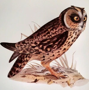 John Gould Bird Art Galapagos Short-earred Owl Vintage Print Book Plate 3 - Picture 1 of 3