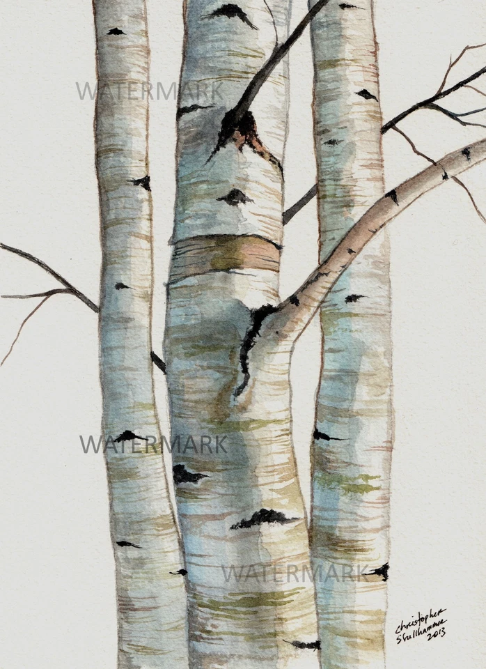 12x16 in. Three Birch Trees painting in print by Shellhammer - Image 1 of 1