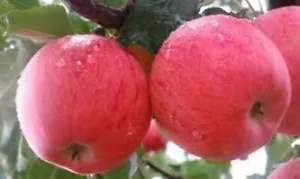 Japanese Fuji Apple SUPER SWEET 3 x seeds - Picture 1 of 1