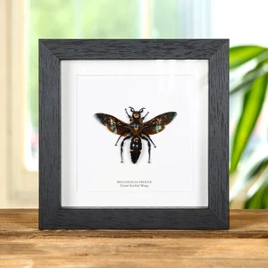 Taxidermy Giant Scoliid Wasp Frame (Megascolia procer)(XL) - Bild 1 von 10