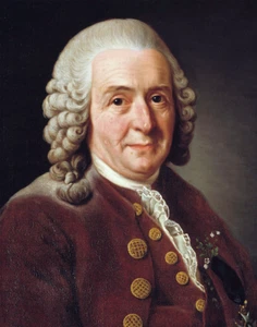 Carl von Linné Cook Portrait 11"x14" - Picture 1 of 4