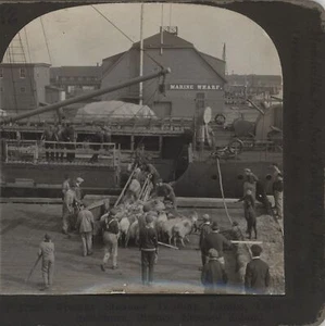 Freight Steamer Loading Lambs Charlottetown P.E.I. Keystone Stereoview c1910 - Picture 1 of 5