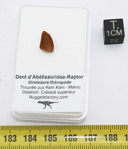 Dinosaurierzahn Abelisauridae-Raptor (Marokko - 1,14 cm - 004**) - Bild 1 von 8