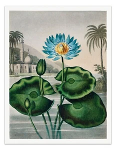 DIE BLAUE ÄGYPTISCHE SEEROSE Tempel der Flora Botanischer Kunstdruck - Wanddeko - Bild 1 von 3