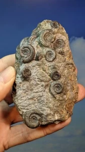 Whitby Dactylioceras Ammonites Whole Fossils in Nodule  100 x 70mm - Picture 1 of 10