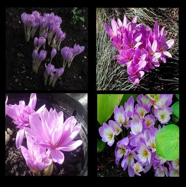 @//(◕‿◕)\@ Colchicum - Herbstzeitlose / Hebstkrokus  MIX  (Liefertemin) - Bild 1 von 1