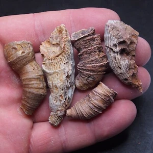 5pcs 72gr. Fossils Horn rugose coral extinct solitary coral Devonian 18 - Picture 1 of 5