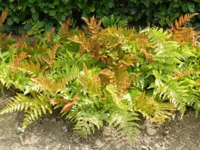 BRILLIANCE AUTUMN FERN MOUNDING PERENNIAL LIVE PLANT 8+ INCHES - Image 1 of 3