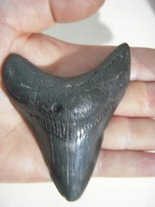 Carcharocles Megalodon tooth - Picture 1 of 3