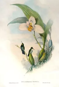 Antique Print Abeille's Hummingbird MYIABEILLIA TYPICA Original JOHN GOULD c1855 - Picture 1 of 4