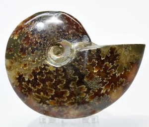 2.1" Natural Sutured Fossil Ammonite / Ammolite Polished Spiral Shell Madagascar - Picture 1 of 4