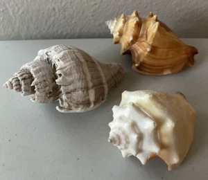 3 Beautiful Small Conch (Margistrombus) Sea Snail Shells Craft Beach Decor - Picture 1 of 14