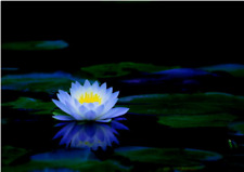 BONSAI LOTUS / WATER LILY FLOWER BOWL-POND /5 FRESH SEEDS/PERFUMEBLUE LOTUS