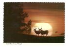 Buck Mule Deer By Moonlight Nieużywana pocztówka 4x6 Art MD15