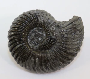 Ammonit, Schlotheimia angulata, Jura, Hettang, Bielefeld, Deutschland-k796 - Picture 1 of 5