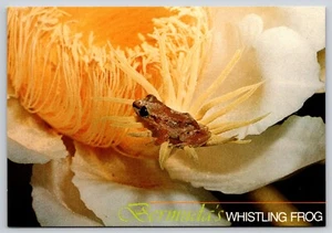 Postcard Bermuda's Whistling Frog Treefrog Eleutherodactylus johnstonii - Picture 1 of 2