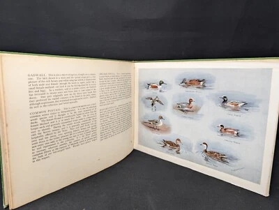 1951 HC Color Guide to British & Foreign Waterfowl WILDFOWL & WETLANDS TRUST UK - Image 1 of 4