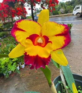 Orchid Orchidee Orquídea Cattleya (Rlc.) Shang Ding Beauty (31 L) - Foto 1 di 11