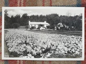 POSTKARTE OSTERLILIEN BERMUDA FEE INSEL BLUMENLADEN WALTER RUTHERFORD - Bild 1 von 2