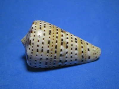 Conus genuanus Linnaeus, 1758 "A CLASSIC COLLECTIBLE!"  (49.2mm) - Image 1 of 4