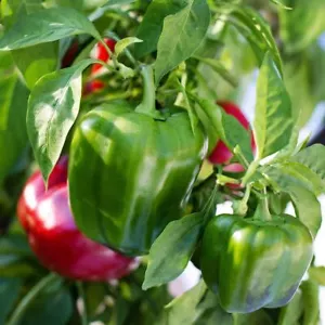 CAPSICUM Yolo Wonder 10 seeds HEIRLOOM vegetable garden SPRING SUMMER easy Warm - Picture 1 of 2