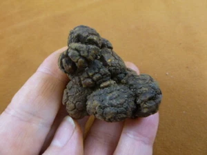 (PP463-72) 1-7/8" Genuine Fossil TURTLE POOP Coprolite WA state DUNG WEIRD GIFT - Picture 1 of 1