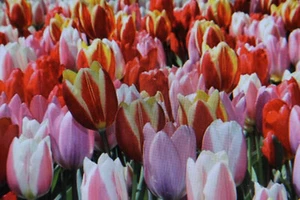 10,20, 50 Bulbos Tulipanes Darwin Mezcla - Bild 1 von 1