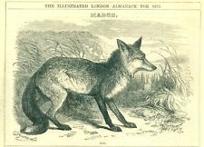 1873 Cassell's Illustrated Almanack FOX, Vintage Art Print SV4.