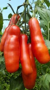 10 graines de tomate Kasanova- Kazanova productive résistante savoureuse m.bio - Picture 1 of 12