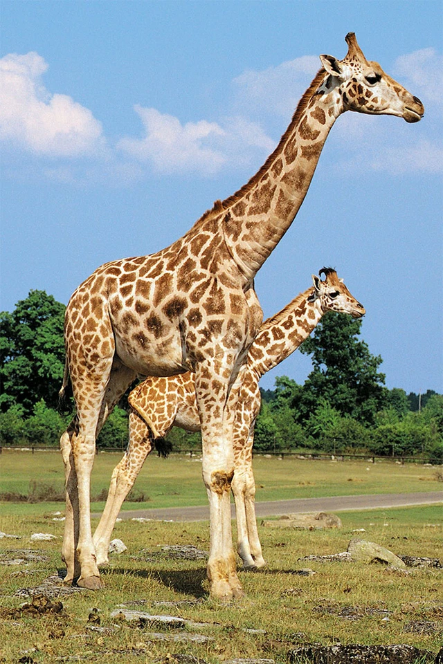 African Giraffes Lover Landscape Animals Painting Wall Art Home - POSTER 20x30 - Image 1 of 3