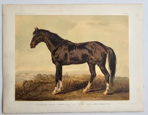 1876 Antique Horse Print DONGOLA HORSE Chromolithograph S. Sidney - Picture 1 of 1
