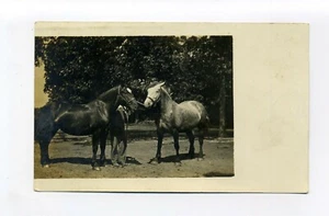 Antigua postal fotográfica RPPC, ¿dos borradores? caballos - Imagen 1 de 2