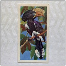 Brooke Bond Tropical Birds #2 Crested Hornbill Tea Card (B) (CC131)