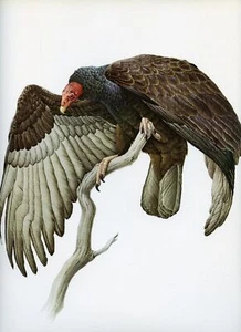J F Lansdowne Buitre de Turquía ilustración de pájaro salvaje 1968 impresión de pájaro vintage - Imagen 1 de 4